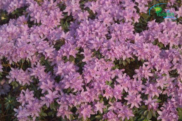 Rhododendron Azurica